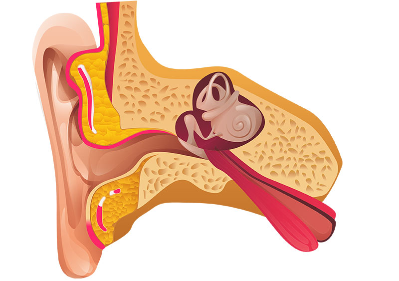 ear inside structural diagram